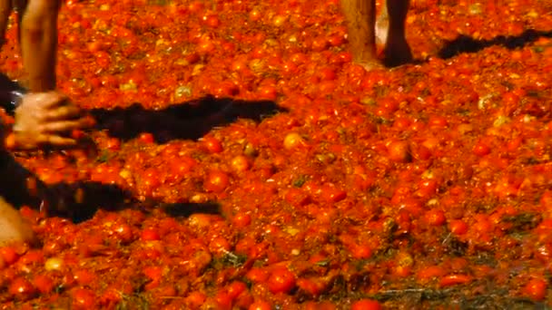 Een slag van tomaten, mensen zijn het gooien van tomaten — Stockvideo