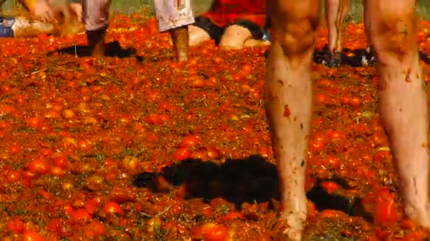 Uma batalha de tomates, as pessoas estão jogando tomates — Vídeo de Stock