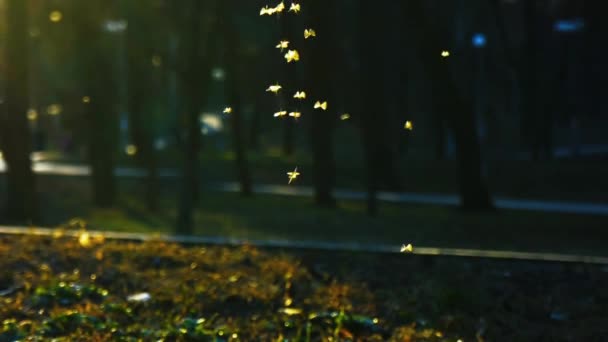 Small midges fly in the park in the rays of the setting sun, Swarm of gnats buzzing in the park, slowm motion — Stock Video