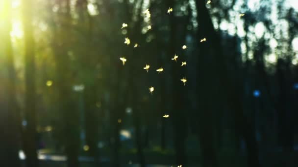 Pequeños mosquitos vuelan en el parque en los rayos del sol poniente, enjambre de mosquitos zumbando en el parque, cámara lenta — Vídeos de Stock