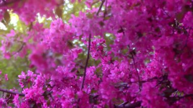 Pembe ağaç dalları bahar çiçekli ağaç, meyve ağacı, ağır çekim, gün ışığından yararlanma