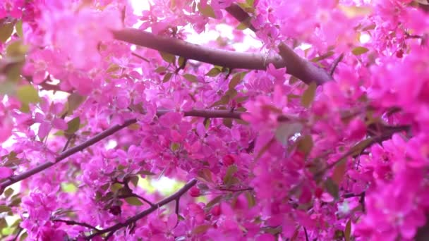 Rosa Baum bei Tageslicht, Äste des frühlingsblühenden Baumes, Obstbaum, Zeitlupe — Stockvideo