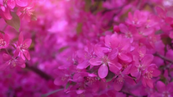 Roze boom in daglicht, takken van voorjaar bloeiende boom, fruitboom, slow-motion — Stockvideo