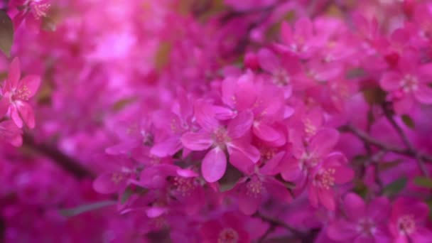 Pink tree in daylight, branches of spring flowering tree, fruit tree, slow motion — Stock Video
