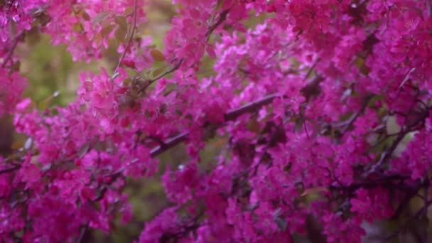 Bois De Rose Dans La Lumière Du Jour Des Branches Darbre En Fleurs Printemps Arbre Fruitier Slow Motion