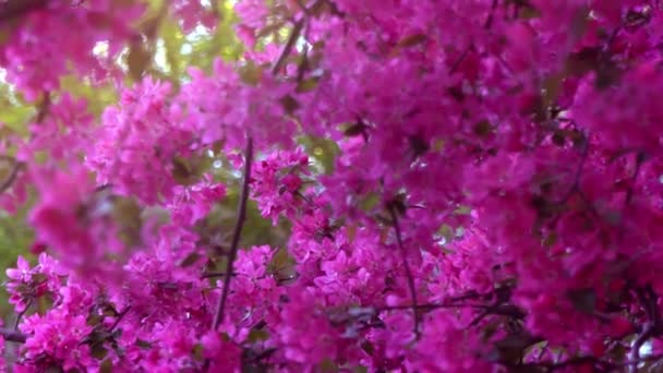 Rosa a la luz del día, ramas de árbol de flores de primavera, árbol frutal, cámara lenta — Vídeo de stock