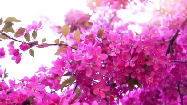 Roze boom in daglicht, takken van voorjaar bloeiende boom, fruitboom, slow-motion — Stockvideo