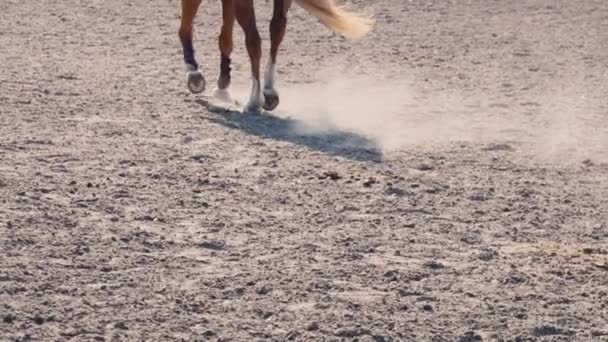 Pferdefuß, der auf dem Sand auf dem Trainingsplatz läuft, Nahaufnahme der Beine des Hengstes, der auf dem Boden galoppiert, Zeitlupe