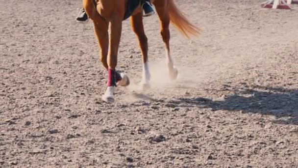 Piede di cavallo che corre sulla sabbia nell'area di allenamento, primo piano delle gambe dello stallone che galoppano a terra, rallentatore — Video Stock