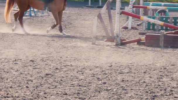 Noha koně běží na písku v oblasti vzdělávání, detail nohy hřebce tryskem na zem, pomalý pohyb — Stock video