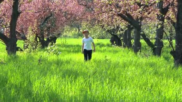 Jongen gaat langs het hoge gras in de tuin, hoog gras, langzame motie — Stockvideo