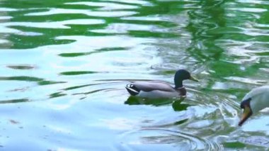 Bir şey yakalar su ve yiyor, yavaş beyaz bir kuğu tarafından bir yaban ördeği yüzüyor