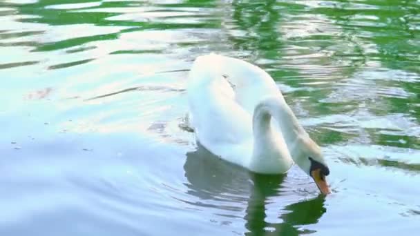 Um belo cisne branco em um lago, cisne sozinho, câmera lenta — Vídeo de Stock