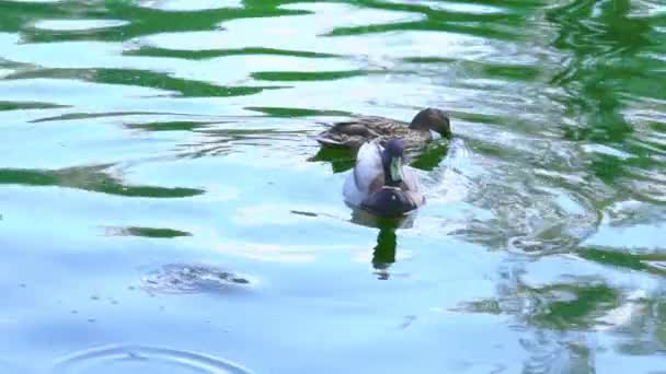 Две дикие утки плавают в пруду, медленное движение — стоковое видео