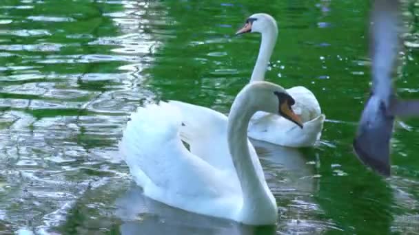 Een paar witte zwanen zwemmen in het water, zwanen op de vijver, slow-motion — Stockvideo