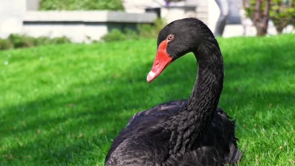 Een zwarte zwaan met een rode snavel zit op het groene gras, een eenzame zwaan — Stockvideo