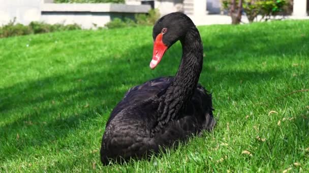 Un cisne negro con un pico rojo se sienta en la hierba verde, un cisne solitario — Vídeo de stock