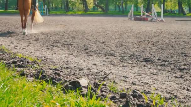 Pferdefuß, der auf dem Sand auf dem Trainingsplatz läuft, Nahaufnahme der Beine des Hengstes, der auf dem Boden galoppiert — Stockvideo