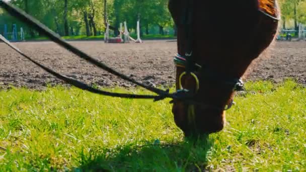 Hnědý kůň v uzdu žere trávu blízko cvičáku, tlamy koně je zblízka