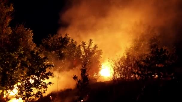 Incendio Forestale Fuoco Distrugge Alberi Animali Della Foresta Incendi Nelle — Video Stock