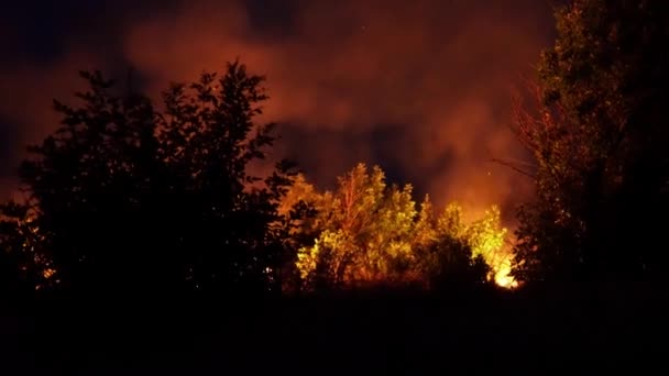 森林火災 火は木や森の動物を破壊する アマゾンとシベリアの森林での火災 大惨事だ地球の緑の肺 破壊された動植物 地球温暖化 — ストック動画