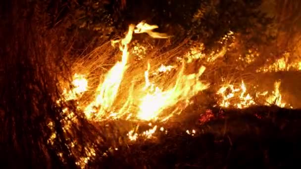 Fuego Forestal Fuego Destruye Árboles Animales Del Bosque Incendios Los — Vídeo de stock