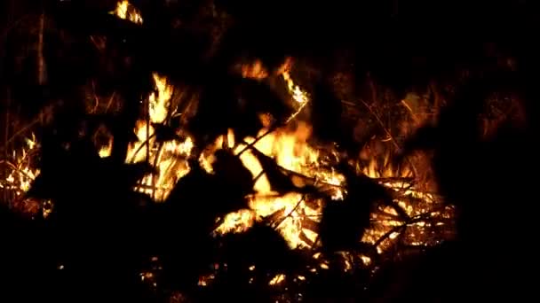 Bosbrand Vuur Vernietigt Bomen Bosdieren Vuur Bossen Van Amazone Siberië — Stockvideo