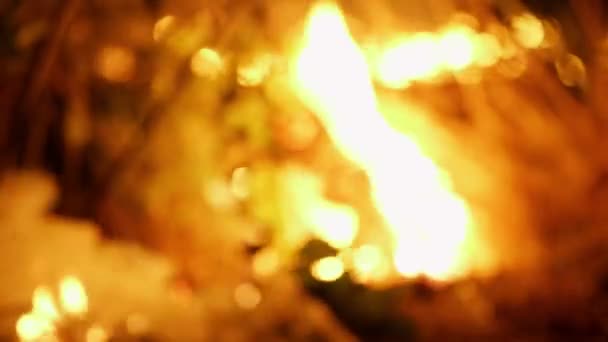 Лесной Огонь Огонь Уничтожает Деревья Лесных Животных Пожары Лесах Амазонки — стоковое видео