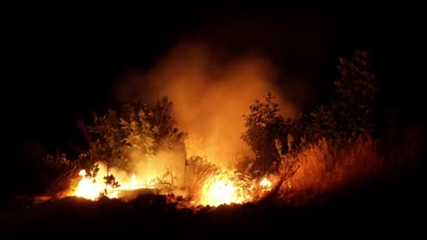 Incendio Forestale Fuoco Distrugge Alberi Animali Della Foresta Incendi Nelle — Video Stock