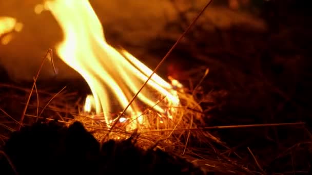 Incendio Forestale Fuoco Distrugge Alberi Animali Della Foresta Incendi Nelle — Video Stock