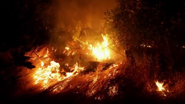 Fogo Florestal Fogo Destrói Árvores Animais Floresta Incêndios Nas Florestas — Vídeo de Stock