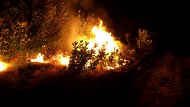 Bosbrand Vuur Vernietigt Bomen Bosdieren Vuur Bossen Van Amazone Siberië — Stockvideo