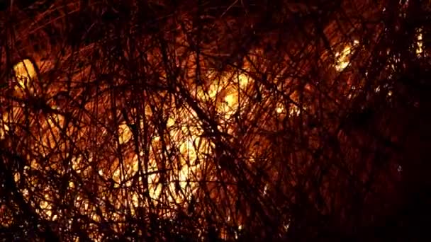Πυρκαγιά Φωτιά Καταστρέφει Δέντρα Και Ζώα Του Δάσους Πυρκαγιές Στα — Αρχείο Βίντεο
