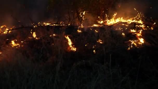 Bosbrand Vuur Vernietigt Bomen Bosdieren Vuur Bossen Van Amazone Siberië — Stockvideo