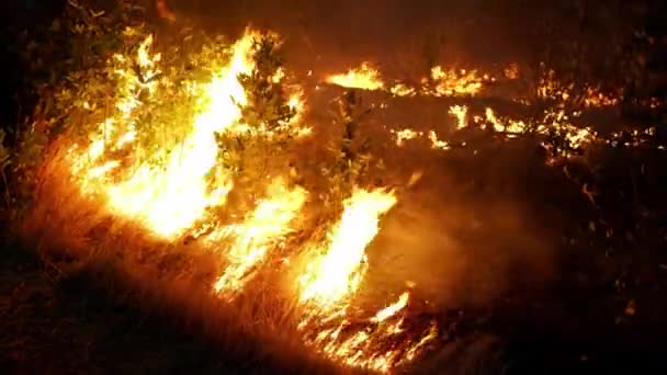 Bosbrand Vuur Vernietigt Bomen Bosdieren Vuur Bossen Van Amazone Siberië — Stockvideo