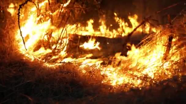 Incendio Forestale Fuoco Distrugge Alberi Animali Della Foresta Incendi Nelle — Video Stock