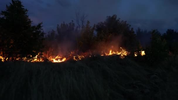 Pożar Lasu Ogień Niszczy Drzewa Zwierzęta Leśne Pożary Lasach Amazonii — Wideo stockowe