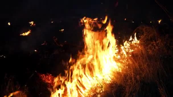 산불이 나무와 파괴합니다 아마존 시베리아의 숲에서 화재가 했습니다 지구의 폐입니다 — 비디오