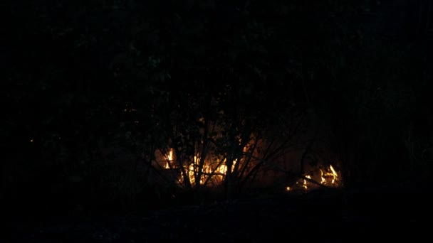Feu Forêt Feu Détruit Les Arbres Les Animaux Forestiers Incendies — Video