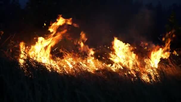 森林大火 大火摧毁了树木和森林动物 亚马逊和西伯利亚森林的大火 大灾难 地球上绿色的肺 被毁的动植物群 全球变暖 — 图库视频影像