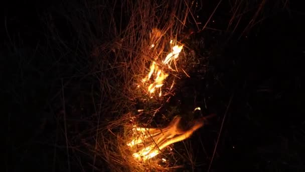 Bosbrand Vuur Vernietigt Bomen Bosdieren Vuur Bossen Van Amazone Siberië — Stockvideo