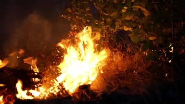 Fuego Forestal Fuego Destruye Árboles Animales Del Bosque Incendios Los — Vídeos de Stock