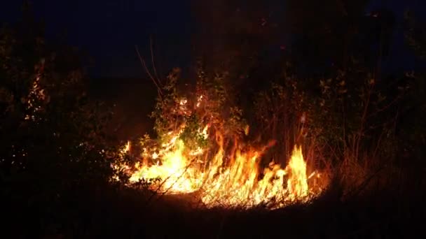 Fogo Florestal Fogo Destrói Árvores Animais Floresta Incêndios Nas Florestas — Vídeo de Stock