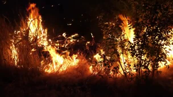 Foc Forestier Focul Distruge Copacii Animalele Pădure Incendii Pădurile Din — Videoclip de stoc