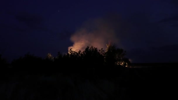 Fuego Forestal Fuego Destruye Árboles Animales Del Bosque Incendios Los — Vídeo de stock
