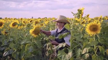 Kıdemli bir çiftçi, analiz için ayçiçeği ve ayçiçeği tohumlarını tablet üzerinde fotoğraflıyor. Tabletli bir işadamı ayçiçeği hasadını analiz eder. Tarım sektöründeki modern teknolojiler.