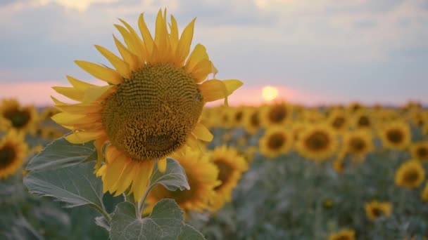 Campo Girasole Tramonto Girasoli Fiore Prodotto Biologico Raccolto Abbondante Settore — Video Stock