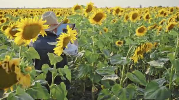 Agricultor Mayor Fotografía Girasoles Semillas Girasol Una Tableta Para Análisis — Vídeo de stock