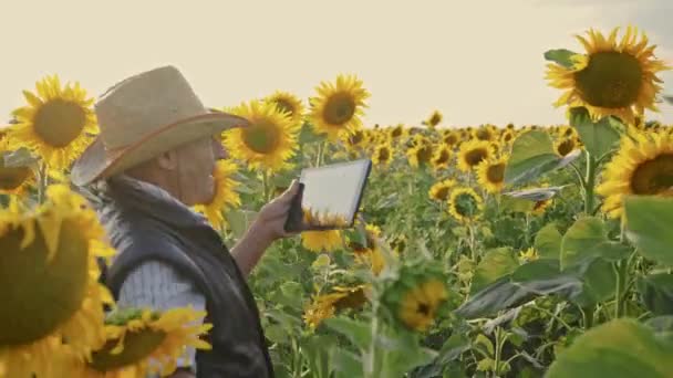 Senior Farmer Photographs Sunflowers Sunflower Seeds Tablet Analysis Businessman Tablet — Stock Video