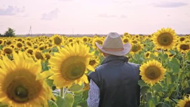 Agricultor Mayor Fotografía Girasoles Semillas Girasol Una Tableta Para Análisis — Vídeo de stock